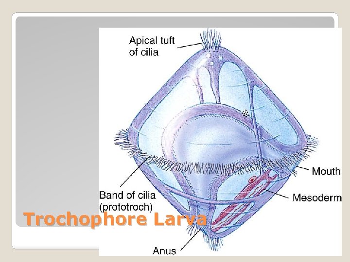 Trochophore Larva 