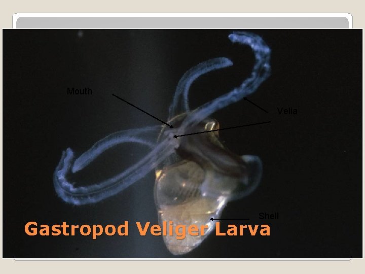 Mouth Velia Shell Gastropod Veliger Larva 