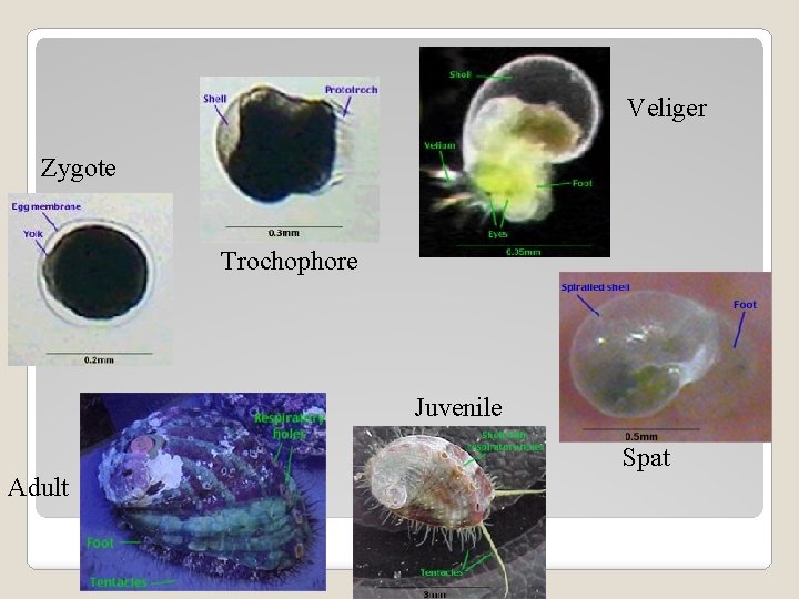 Veliger Zygote Trochophore Juvenile Spat Adult 