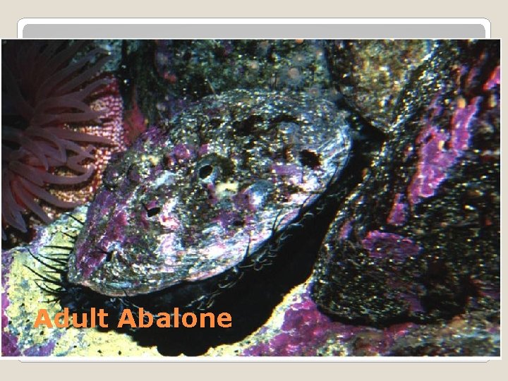 Adult Abalone 