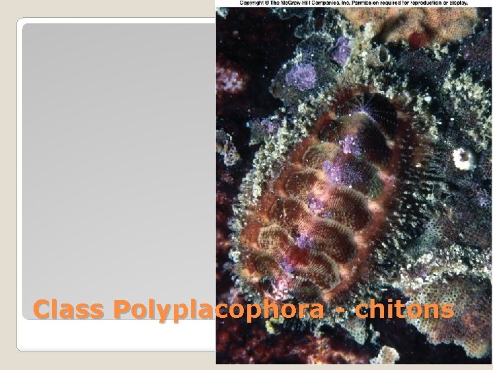 Class Polyplacophora - chitons 