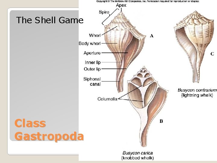 The Shell Game Class Gastropoda 