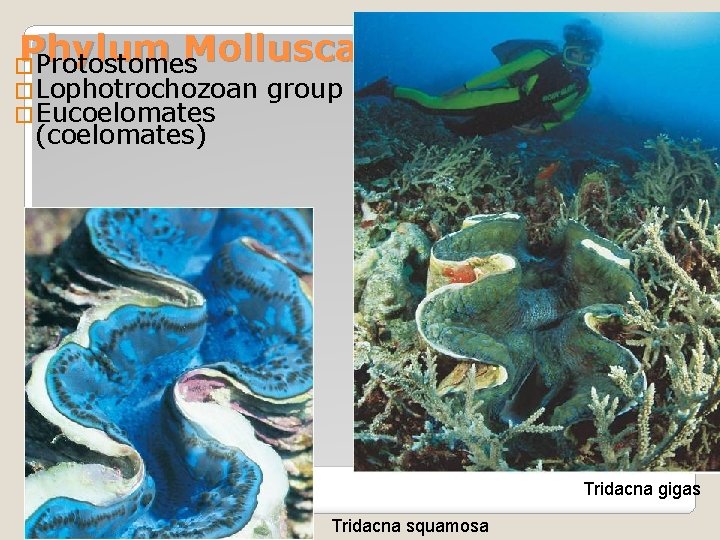 Phylum Mollusca �Protostomes �Lophotrochozoan �Eucoelomates group (coelomates) Tridacna gigas Tridacna squamosa 