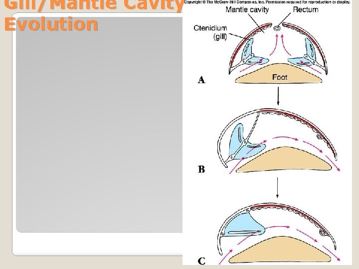 Gill/Mantle Cavity Evolution 