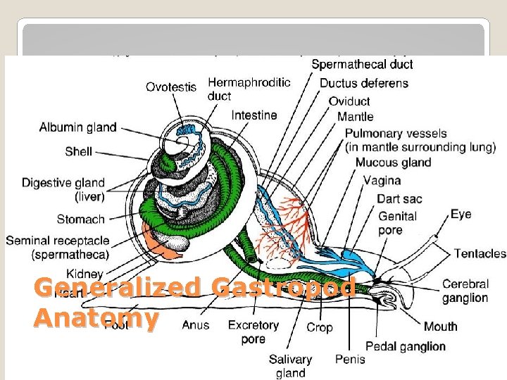 Generalized Gastropod Anatomy 