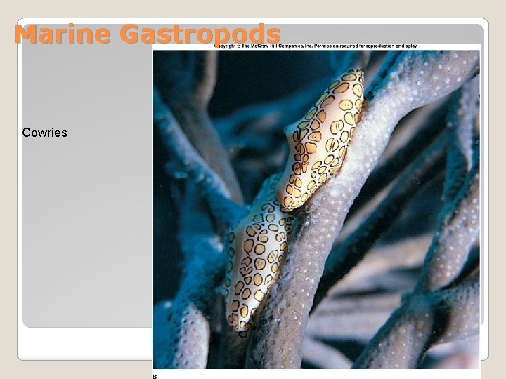 Marine Gastropods Cowries 