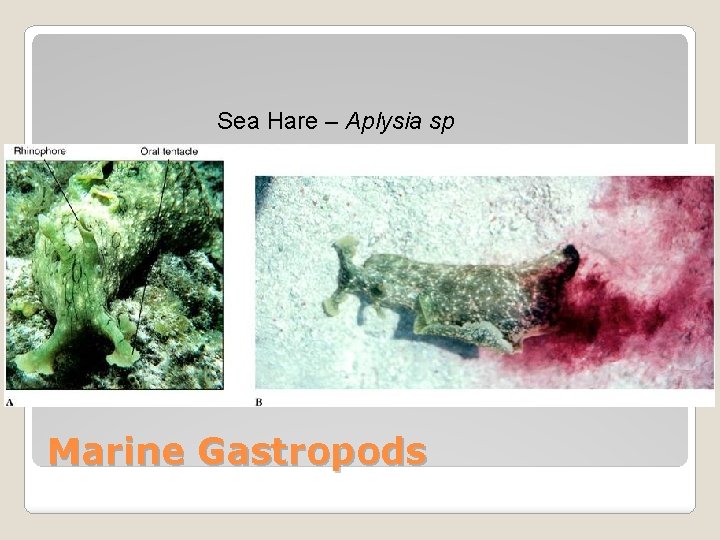 Sea Hare – Aplysia sp Marine Gastropods 