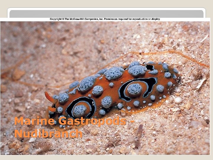 Marine Gastropods Nudibranch 