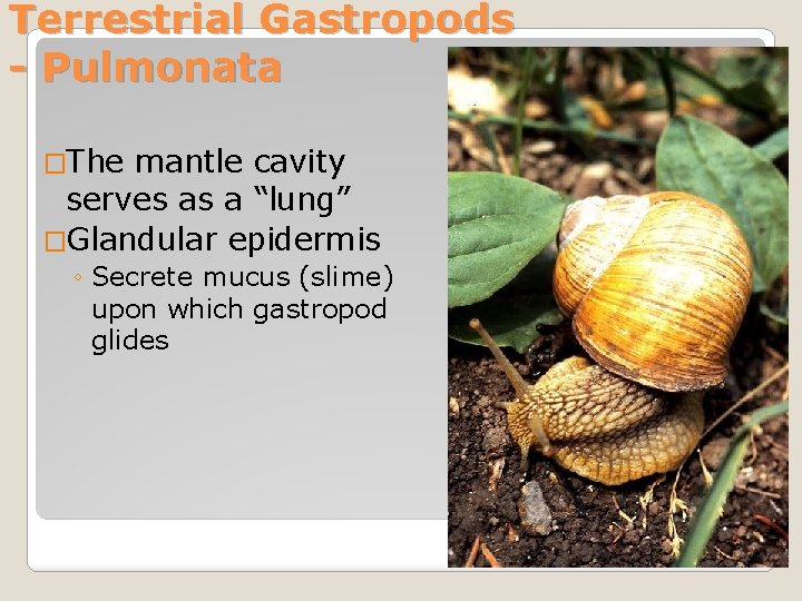 Terrestrial Gastropods - Pulmonata �The mantle cavity serves as a “lung” �Glandular epidermis ◦