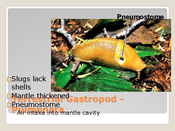 Pneumostome �Slugs lack shells �Mantle thickened Terrestrial Gastropod �Pneumostome Pulmonata ◦ Air intake into
