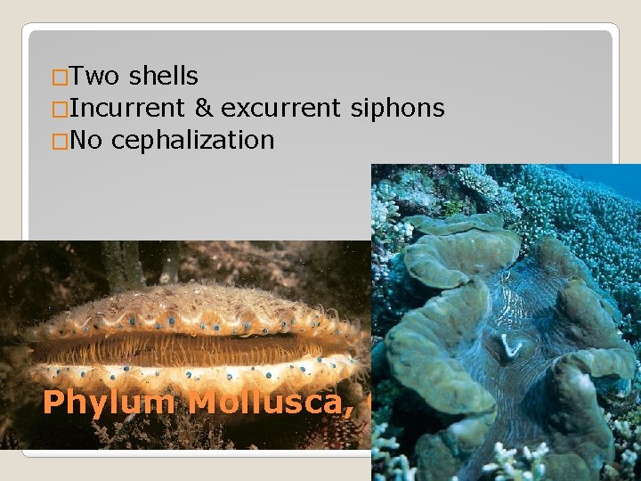 �Two shells �Incurrent & excurrent siphons �No cephalization Phylum Mollusca, Class Bilvalia 