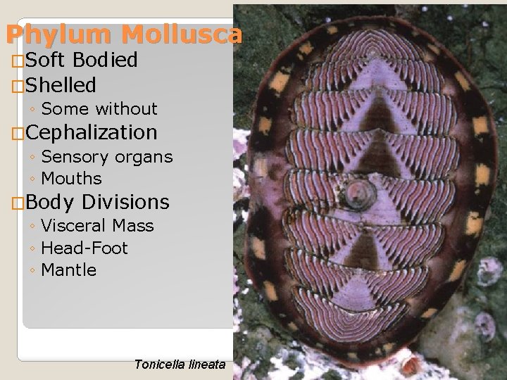 Phylum Mollusca �Soft Bodied �Shelled ◦ Some without �Cephalization ◦ Sensory organs ◦ Mouths