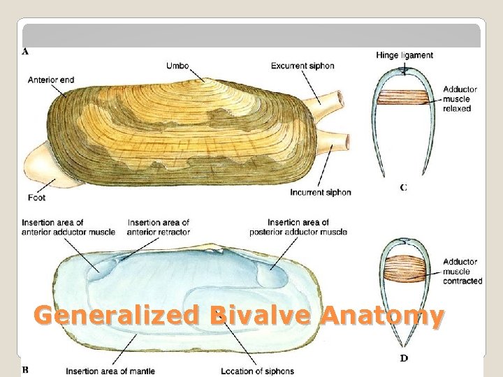 Generalized Bivalve Anatomy 
