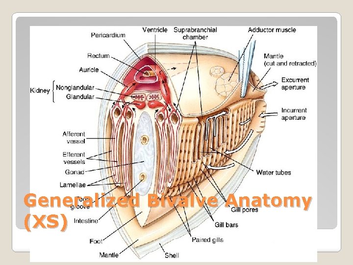 Generalized Bivalve Anatomy (XS) 