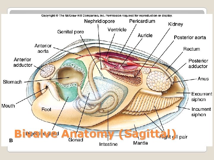 Bivalve Anatomy (Sagittal) 