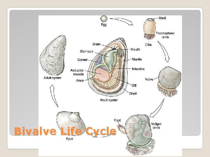 Bivalve Life Cycle 