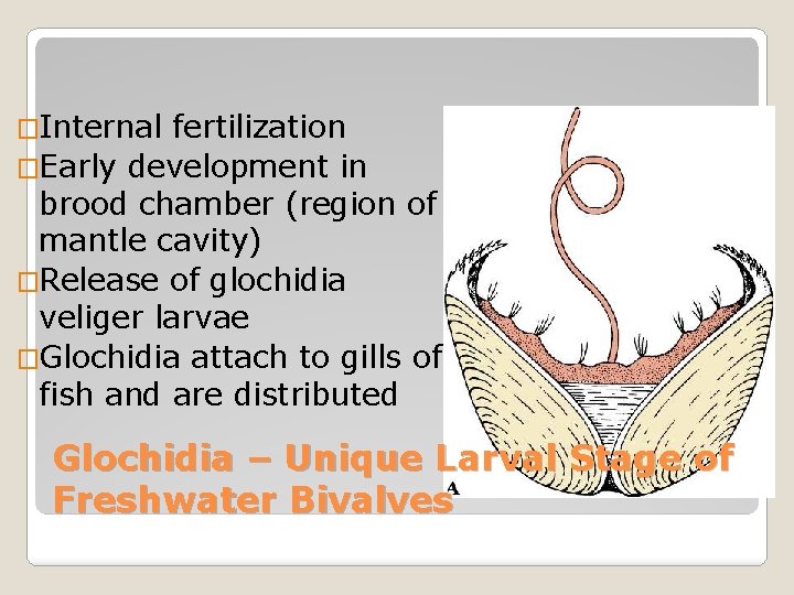 �Internal fertilization �Early development in brood chamber (region of mantle cavity) �Release of glochidia