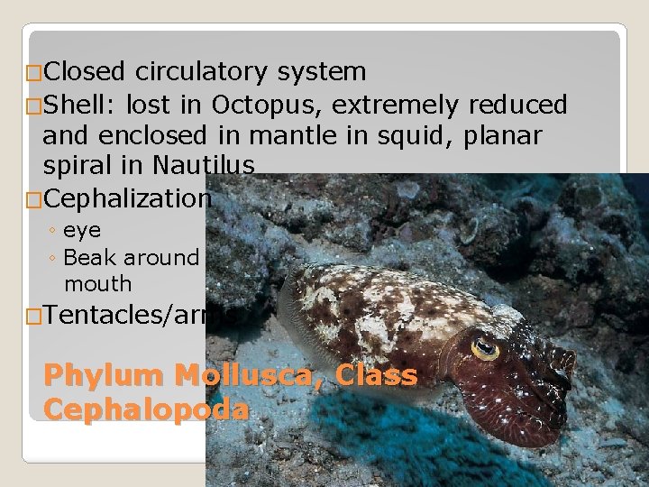 �Closed circulatory system �Shell: lost in Octopus, extremely reduced and enclosed in mantle in
