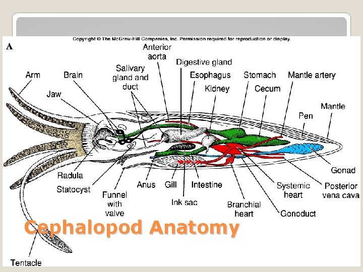 Cephalopod Anatomy 