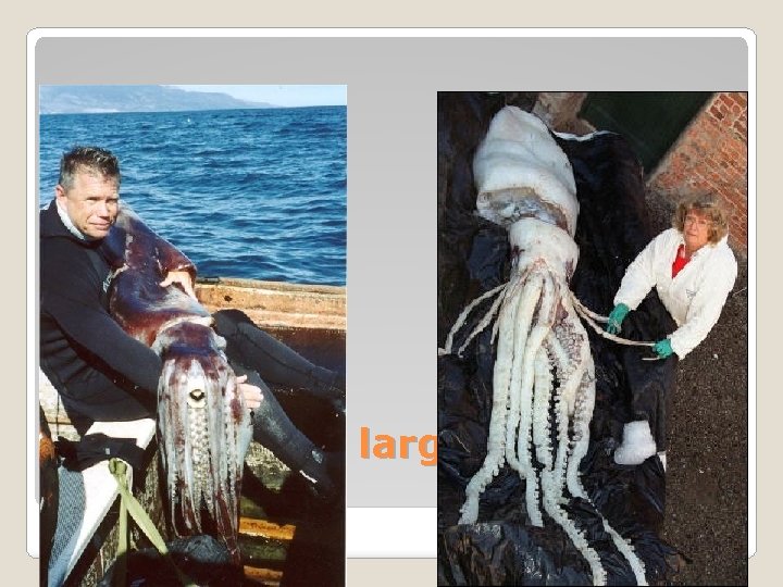 Squid are the largest Cephalopods 