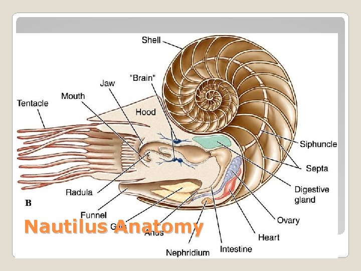 Nautilus Anatomy 