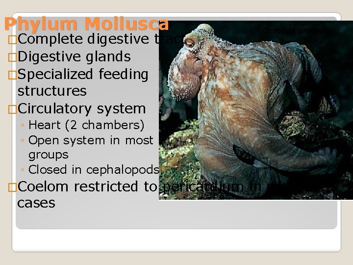 Phylum Mollusca �Complete digestive tract �Digestive glands �Specialized feeding structures �Circulatory system Octopus briareus