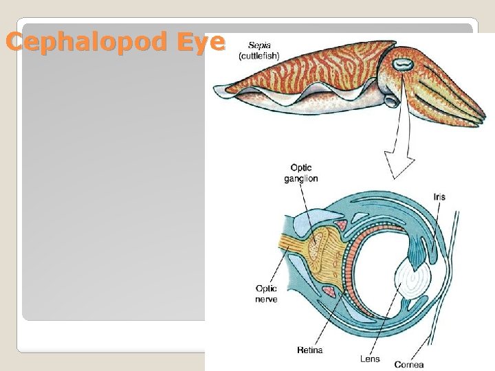 Cephalopod Eye 