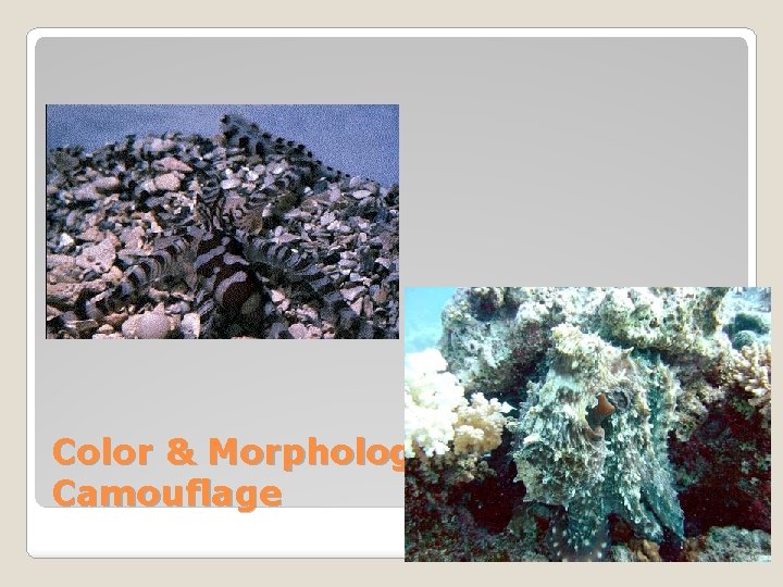 Color & Morphology Changes for Camouflage 