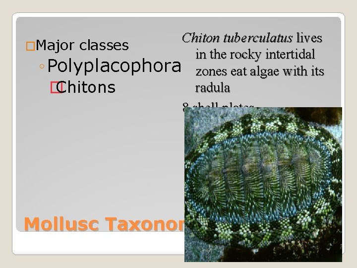 Chiton tuberculatus lives �Major classes in the rocky intertidal ◦ Polyplacophora zones eat algae