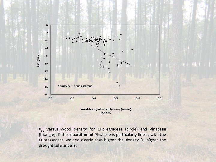 0 -2 -4 P 50 (MPa) -6 -8 -10 -12 -14 Pinaceae -16 Cupressaceae