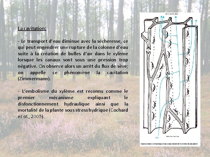 La cavitation: - Le transport d’eau diminue avec la sécheresse, ce qui peut engendrer