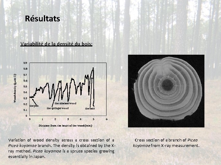 Résultats Variabilité de la densité du bois: 0. 9 Wood density (g. cm-3) 0.