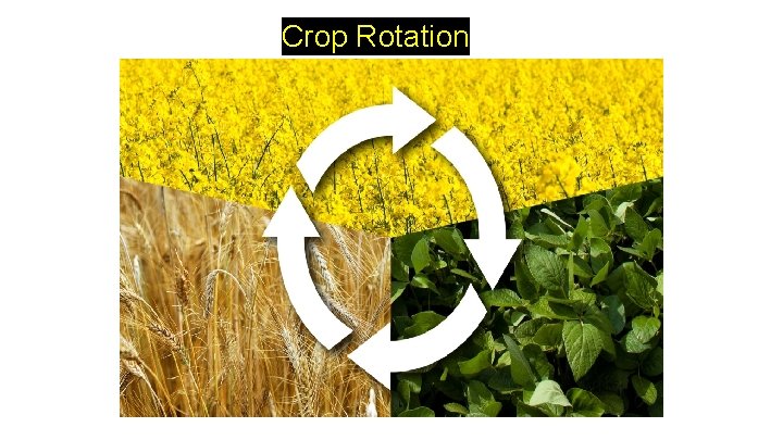 Crop Rotation 