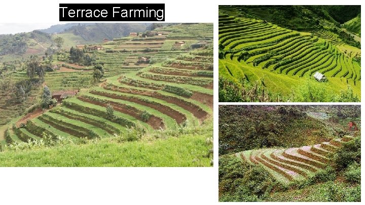 Terrace Farming 