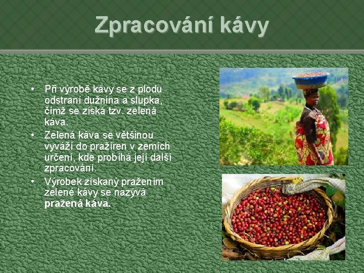 Zpracování kávy • Při výrobě kávy se z plodu odstraní dužnina a slupka, čímž