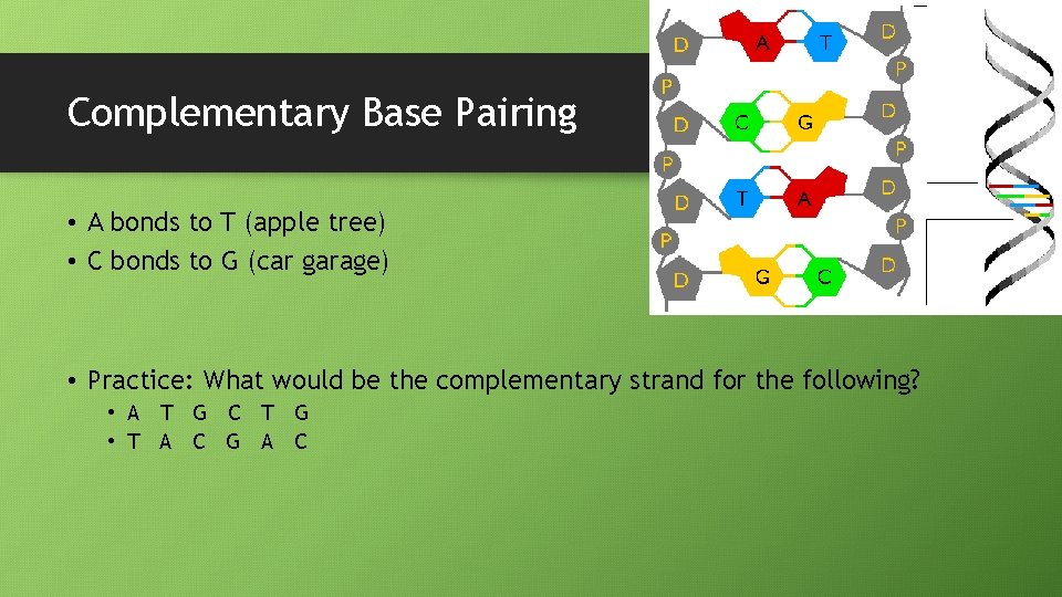 Complementary Base Pairing • A bonds to T (apple tree) • C bonds to