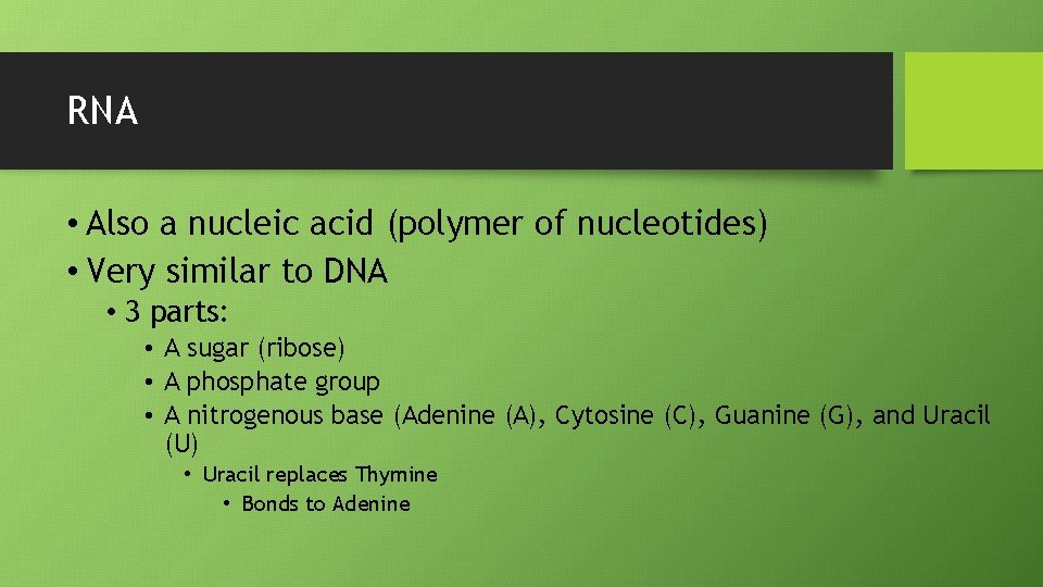 RNA • Also a nucleic acid (polymer of nucleotides) • Very similar to DNA
