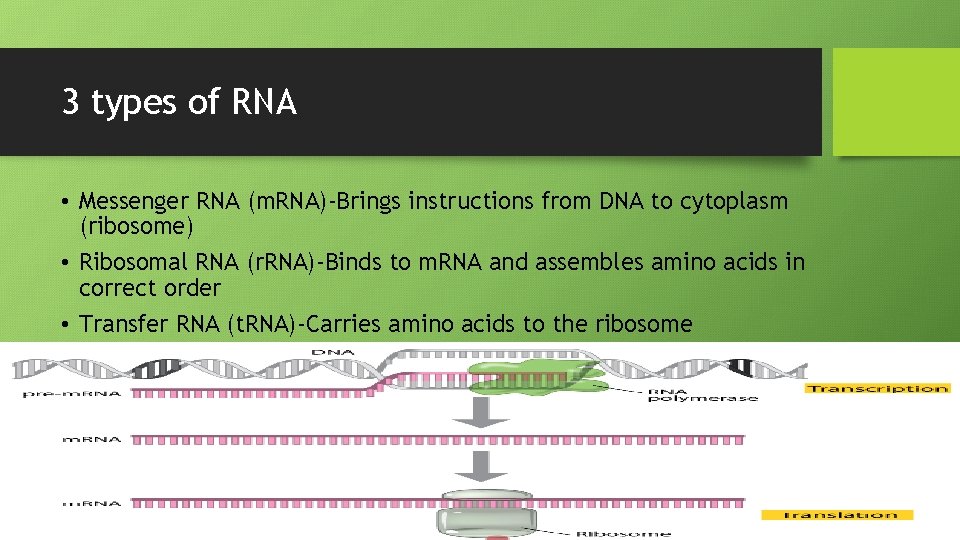 3 types of RNA • Messenger RNA (m. RNA)-Brings instructions from DNA to cytoplasm