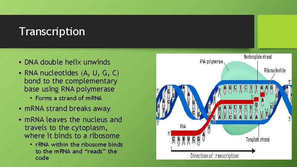 Transcription • DNA double helix unwinds • RNA nucleotides (A, U, G, C) bond