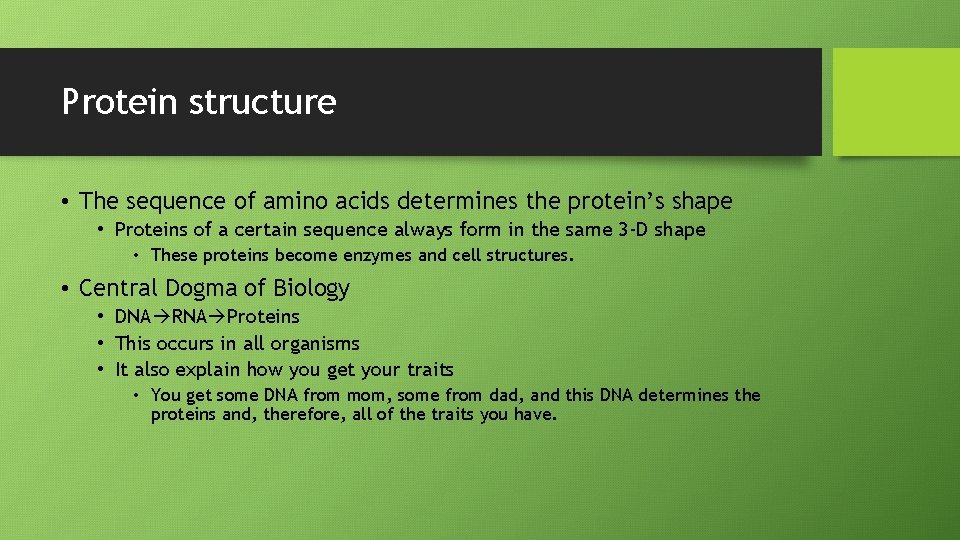 Protein structure • The sequence of amino acids determines the protein’s shape • Proteins