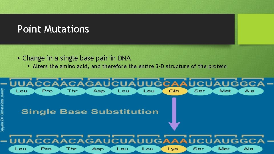 Point Mutations • Change in a single base pair in DNA • Alters the
