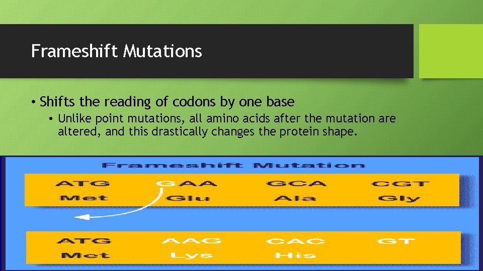 Frameshift Mutations • Shifts the reading of codons by one base • Unlike point