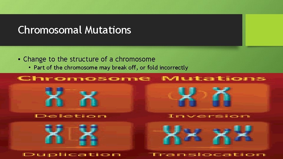 Chromosomal Mutations • Change to the structure of a chromosome • Part of the