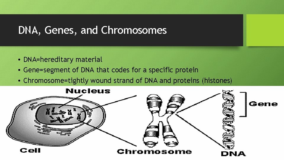 DNA, Genes, and Chromosomes • DNA=hereditary material • Gene=segment of DNA that codes for