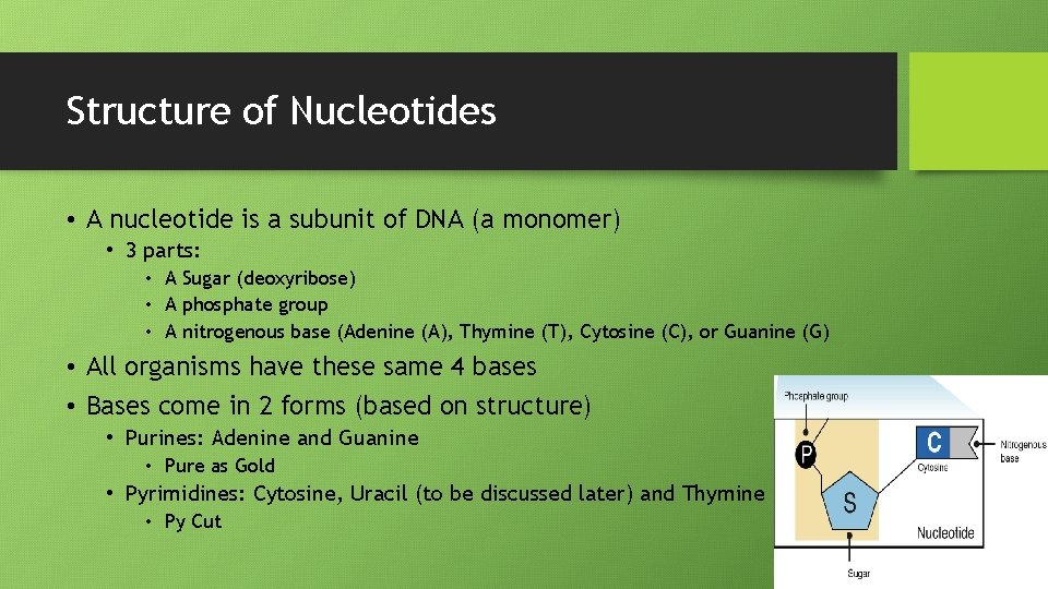 Structure of Nucleotides • A nucleotide is a subunit of DNA (a monomer) •