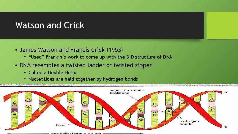 Watson and Crick • James Watson and Francis Crick (1953) • “Used” Frankin’s work