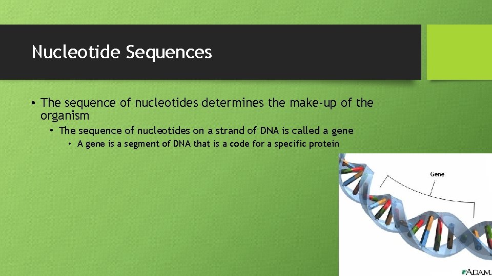 Nucleotide Sequences • The sequence of nucleotides determines the make-up of the organism •