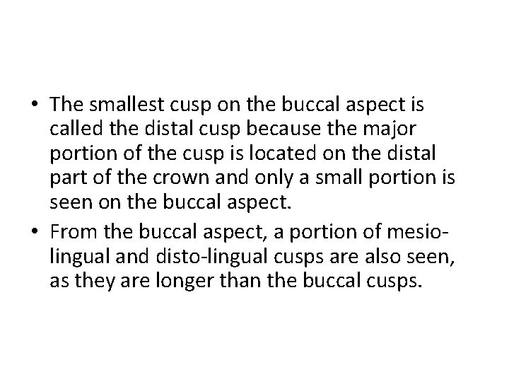  • The smallest cusp on the buccal aspect is called the distal cusp
