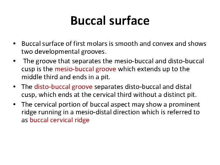 Buccal surface • Buccal surface of first molars is smooth and convex and shows