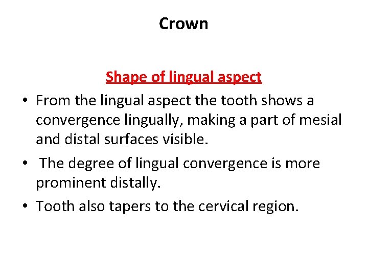 Crown Shape of lingual aspect • From the lingual aspect the tooth shows a
